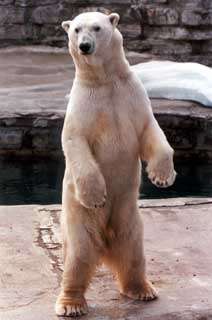 Eager Bear ...