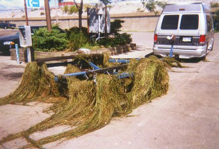 (Trailer caked with seaweed) Eeeewwww.  Salad Anyone?
